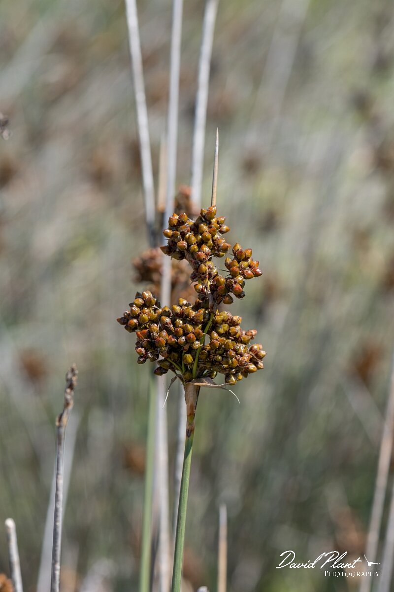 David Plant Photography - Wildlife Photography - Sharp rush - K.jpg - Sharp rush, Juncus acutus - Devon