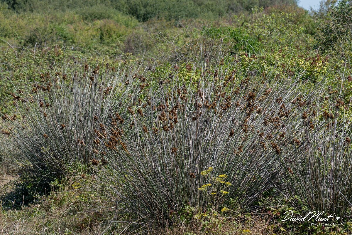 David Plant Photography - Wildlife Photography - Sharp rush - L.jpg - Sharp rush, Juncus acutus - Devon