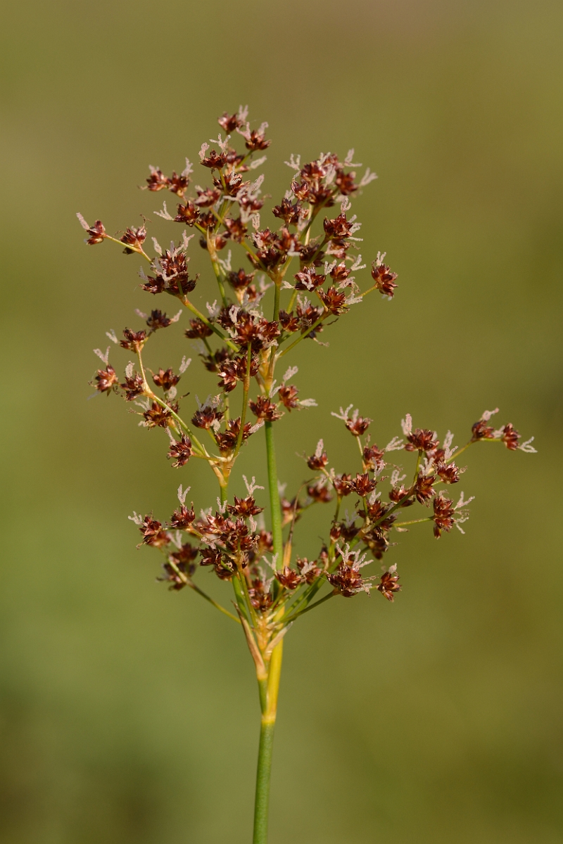 David Plant Photography - Wildlife Photography - Sharp-flowered rush - B.jpg - Sharp-flowered rush - Dorset