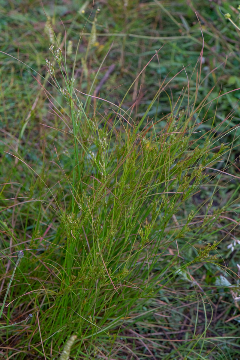 David Plant Photography - Wildlife Photography - Slender rush - B.JPG - Slender rush - Bridgend