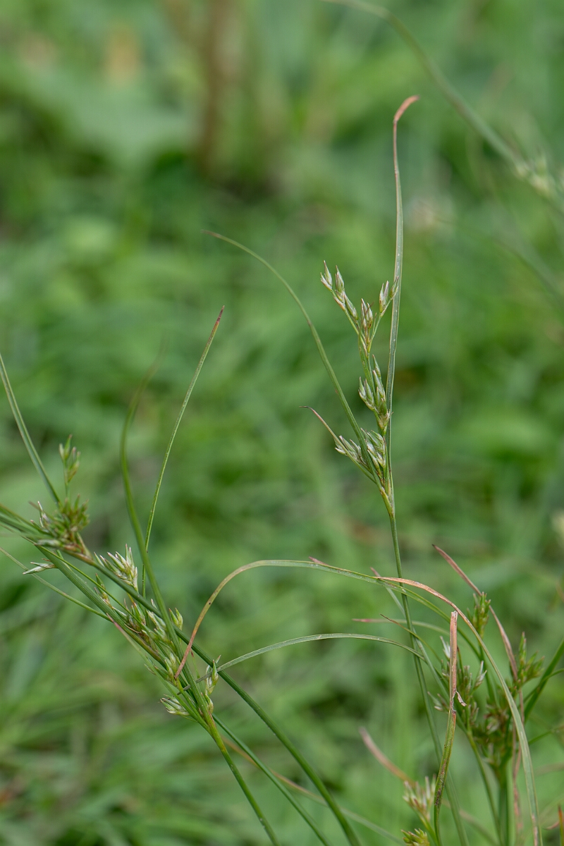 David Plant Photography - Wildlife Photography - Slender rush - D.jpg - Slender rush - Loch Lomond
