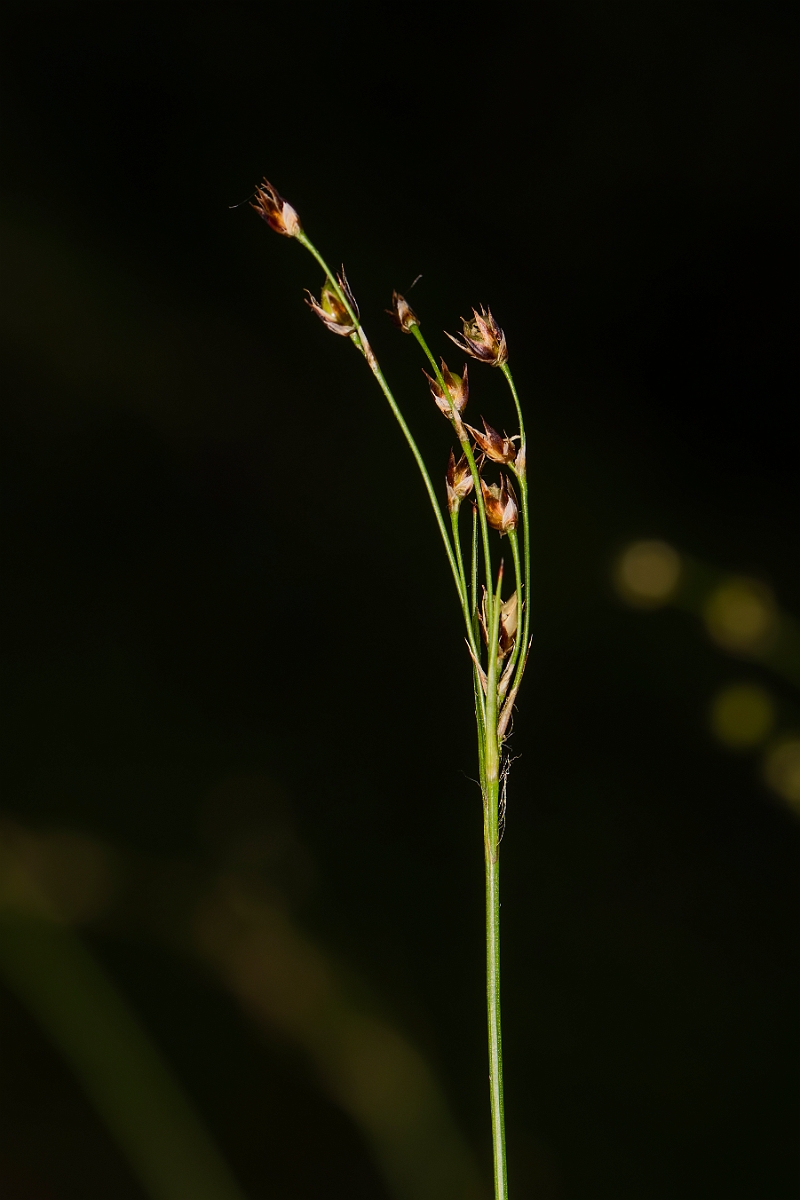 David Plant Photography - Wildlife Photography - Southern wood-rush - F.JPG - Southern wood-rush - Bedfordshire