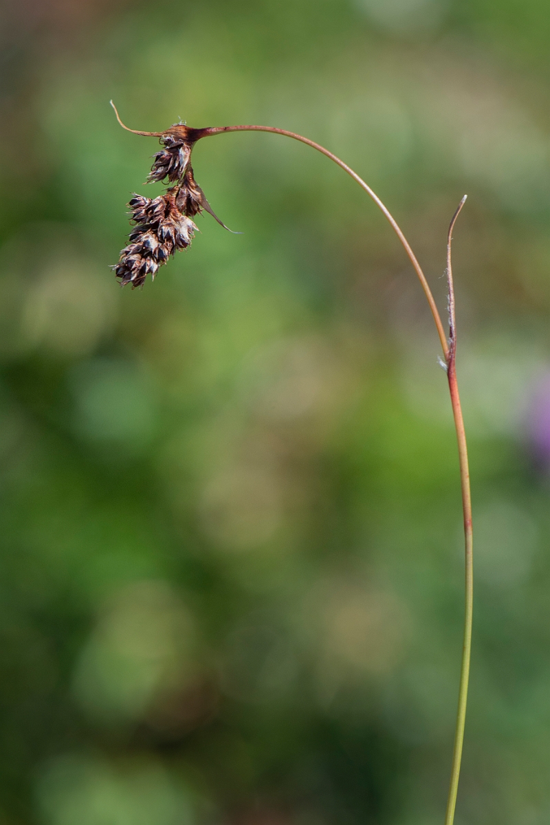 David Plant Photography - Wildlife Photography - Spiked wood-rush - F.JPG - Spiked wood-rush - Perthshire