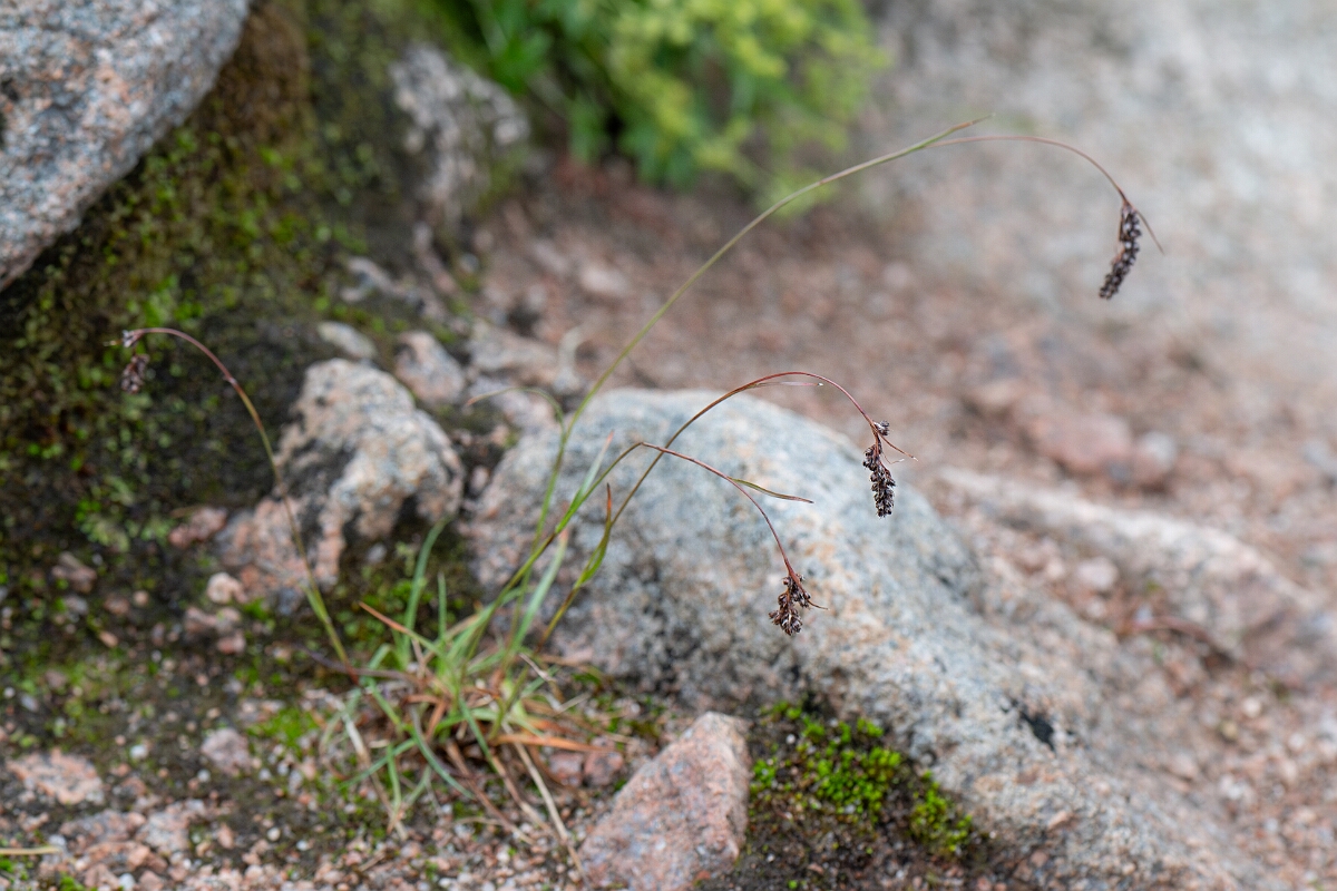 David Plant Photography - Wildlife Photography - Spiked wood-rush - N.jpg - Spiked wood-rush - Cairngorms