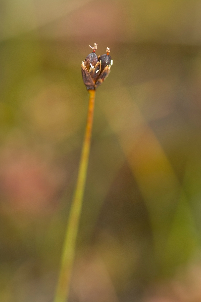 David Plant Photography - Wildlife Photography - Three-flowered rush - A.jpg - Three-flowered rush - Perthshire