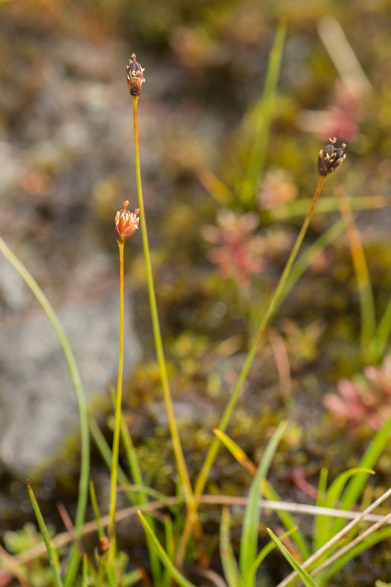 David Plant Photography - Wildlife Photography - Three-flowered rush - C.jpg - Three-flowered rush - Perthshire