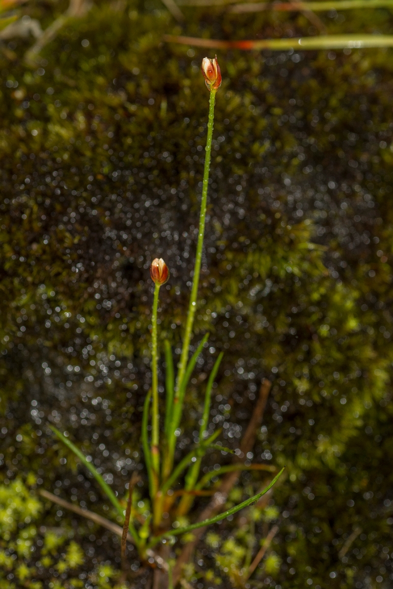 David Plant Photography - Wildlife Photography - Three-flowered rush - D.jpg - Three-flowered rush - Perthshire