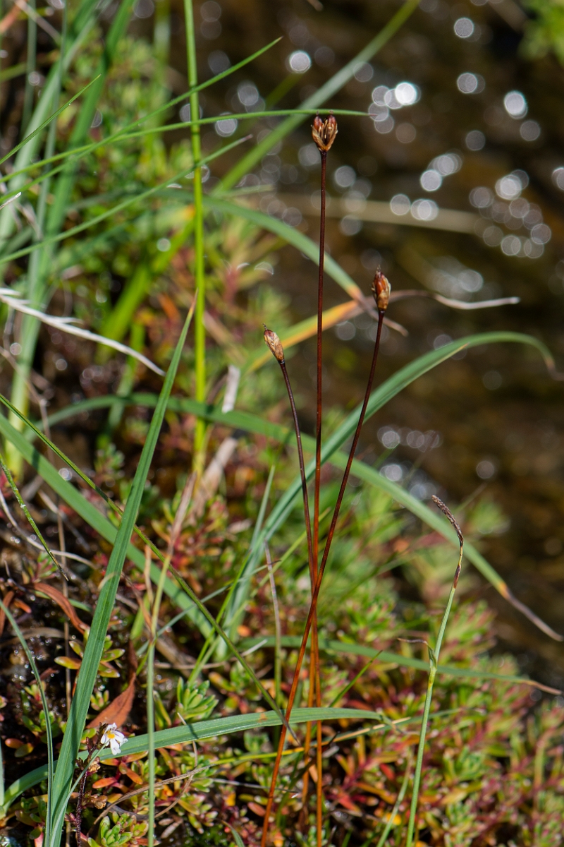 David Plant Photography - Wildlife Photography - Three-flowered rush - F.JPG - Three-flowered rush - Perthshire
