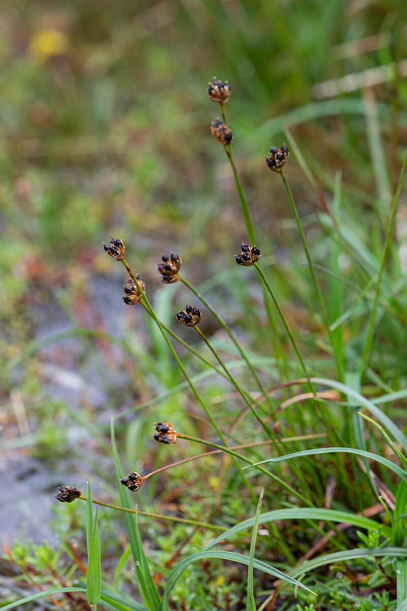 David Plant Photography - Wildlife Photography - Three-flowered rush - N.jpg - Three-flowered rush - Perthshire