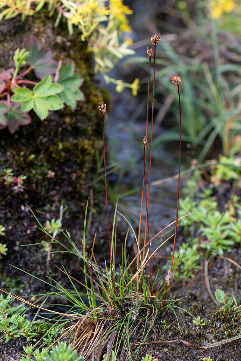 David Plant Photography - Wildlife Photography - Three-flowered rush - O.jpg - Three-flowered rush - Perthshire