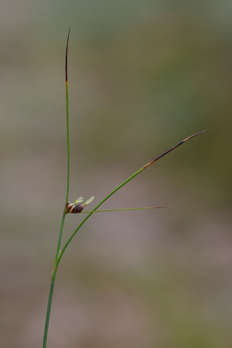 David Plant Photography - Wildlife Photography - Three-leaved rush - I.JPG - Three-leaved rush - Cairngorms