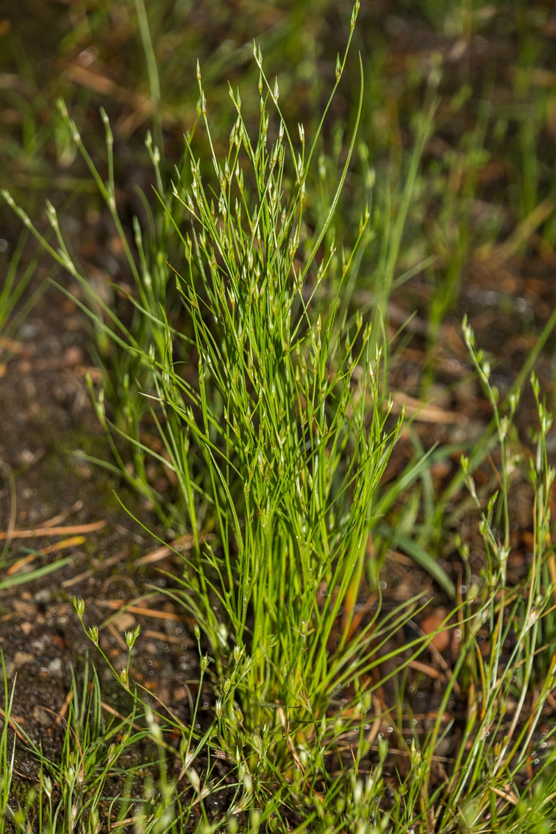 David Plant Photography - Wildlife Photography - Toad rush - C.jpg - Toad rush - Highlands