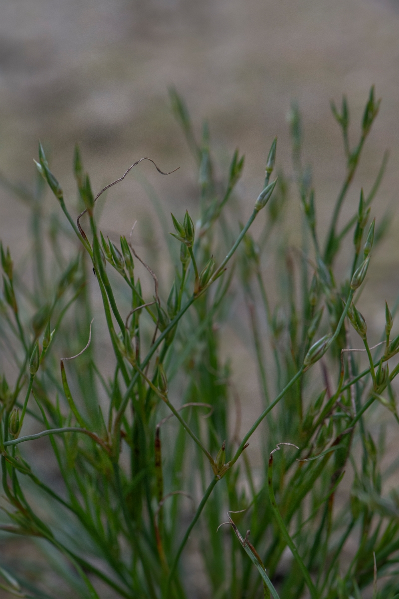 David Plant Photography - Wildlife Photography - Toad rush - E.JPG - Toad rush - Caithness