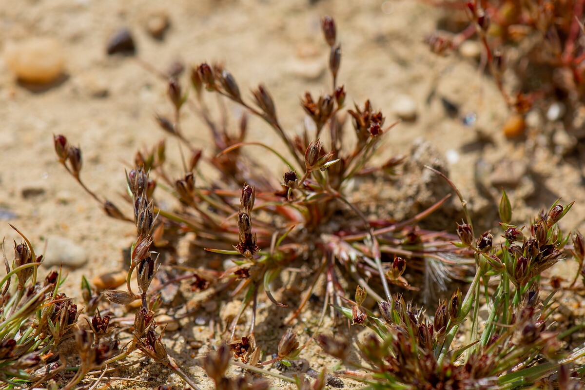 David Plant Photography - Wildlife Photography - Toad rush - F.jpg - Toad rush in fruit - Oxfordshire