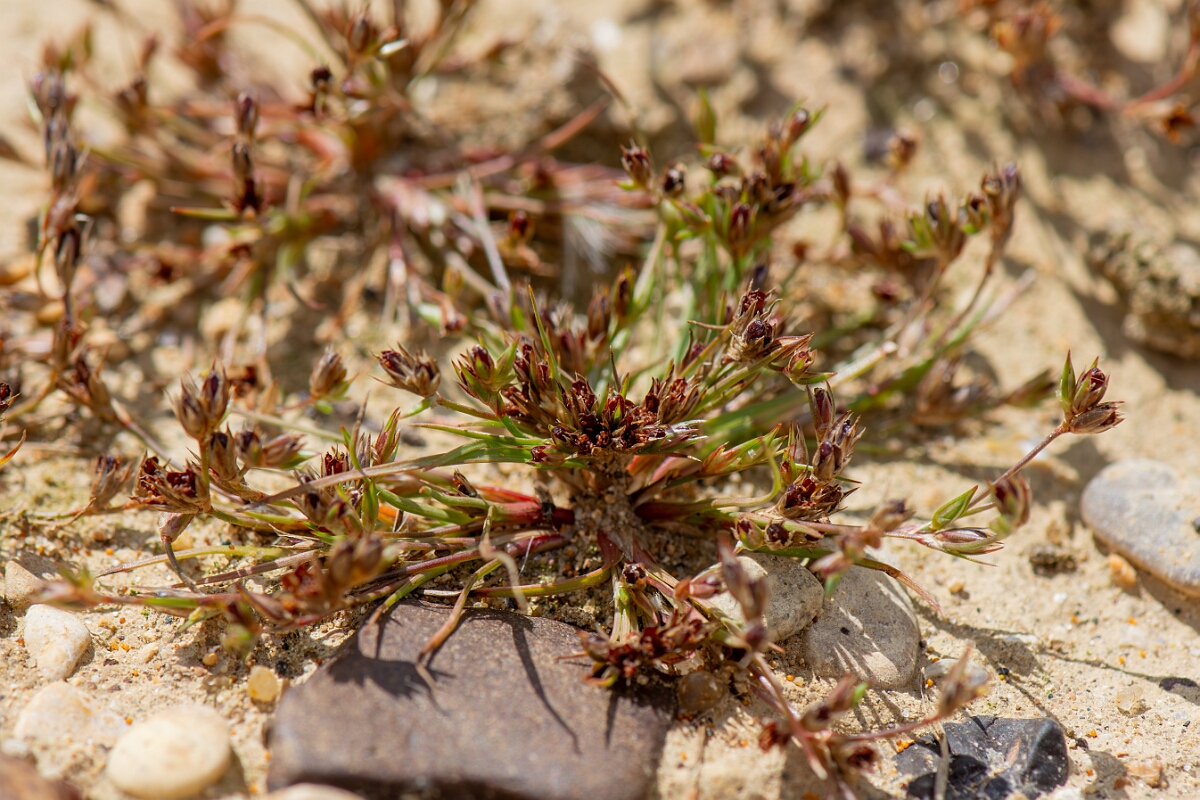 David Plant Photography - Wildlife Photography - Toad rush - G.jpg - Toad rush in fruit - Oxfordshire