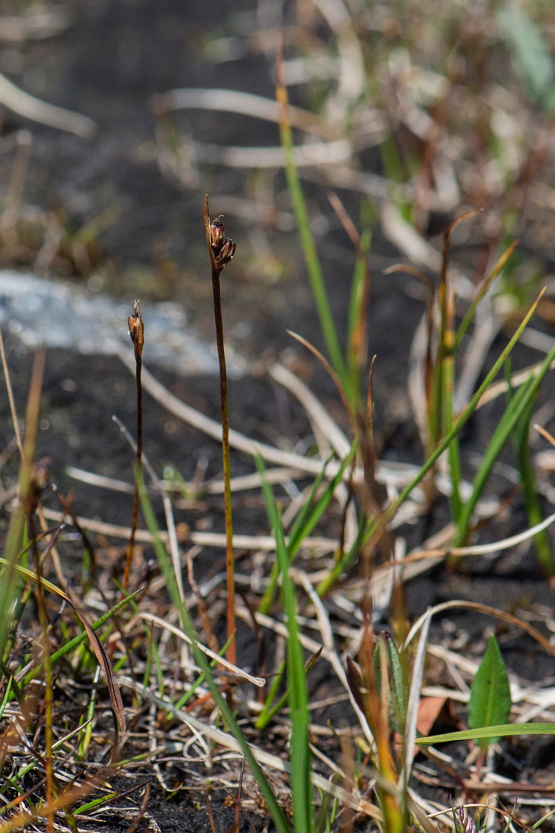 David Plant Photography - Wildlife Photography - Two-flowered rush - C.JPG - Two-flowered rush - Perthshire