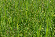 David Plant Photography - Wildlife Photography - Blunt-flowered rush - E