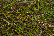 David Plant Photography - Wildlife Photography - Bulbous rush - A