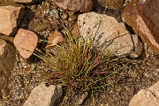David Plant Photography - Wildlife Photography - Bulbous rush - C