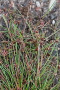 David Plant Photography - Wildlife Photography - Bulbous rush - E