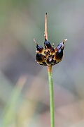 David Plant Photography - Wildlife Photography - Chestnut rush - D