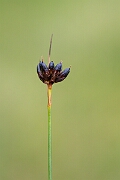 David Plant Photography - Wildlife Photography - Chestnut rush - F