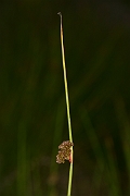 David Plant Photography - Wildlife Photography - Compact rush - A