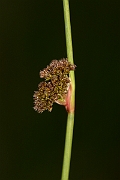 David Plant Photography - Wildlife Photography - Compact rush - B