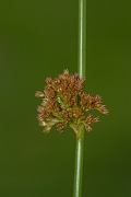 David Plant Photography - Wildlife Photography - Compact rush - C