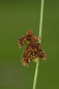 David Plant Photography - Wildlife Photography - Compact rush - D