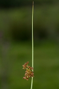 David Plant Photography - Wildlife Photography - Compact rush - F