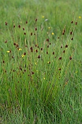 David Plant Photography - Wildlife Photography - Compact rush - G