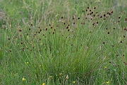 David Plant Photography - Wildlife Photography - Compact rush - H