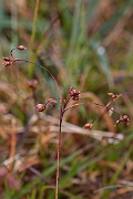 David Plant Photography - Wildlife Photography - Curved wood-rush - A