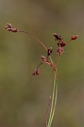 David Plant Photography - Wildlife Photography - Curved wood-rush - D