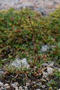David Plant Photography - Wildlife Photography - Curved wood-rush - E