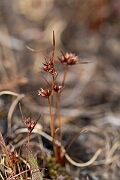 David Plant Photography - Wildlife Photography - Dwarf rush - B