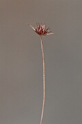 David Plant Photography - Wildlife Photography - Dwarf rush - F