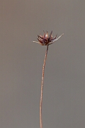 David Plant Photography - Wildlife Photography - Dwarf rush - G