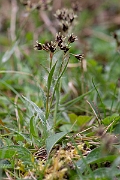 David Plant Photography - Wildlife Photography - Field wood-rush - A