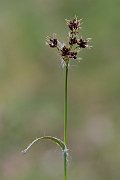 David Plant Photography - Wildlife Photography - Field wood-rush - B