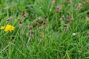 David Plant Photography - Wildlife Photography - Field wood-rush - C