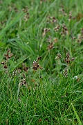 David Plant Photography - Wildlife Photography - Field wood-rush - D