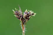 David Plant Photography - Wildlife Photography - Field wood-rush - F