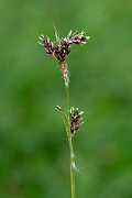 David Plant Photography - Wildlife Photography - Field wood-rush - G