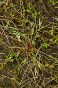 David Plant Photography - Wildlife Photography - Frog rush - A
