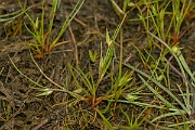 David Plant Photography - Wildlife Photography - Frog rush - B