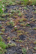 David Plant Photography - Wildlife Photography - Frog rush - E