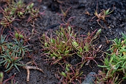 David Plant Photography - Wildlife Photography - Frog rush - G