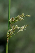 David Plant Photography - Wildlife Photography - Great soft rush - C